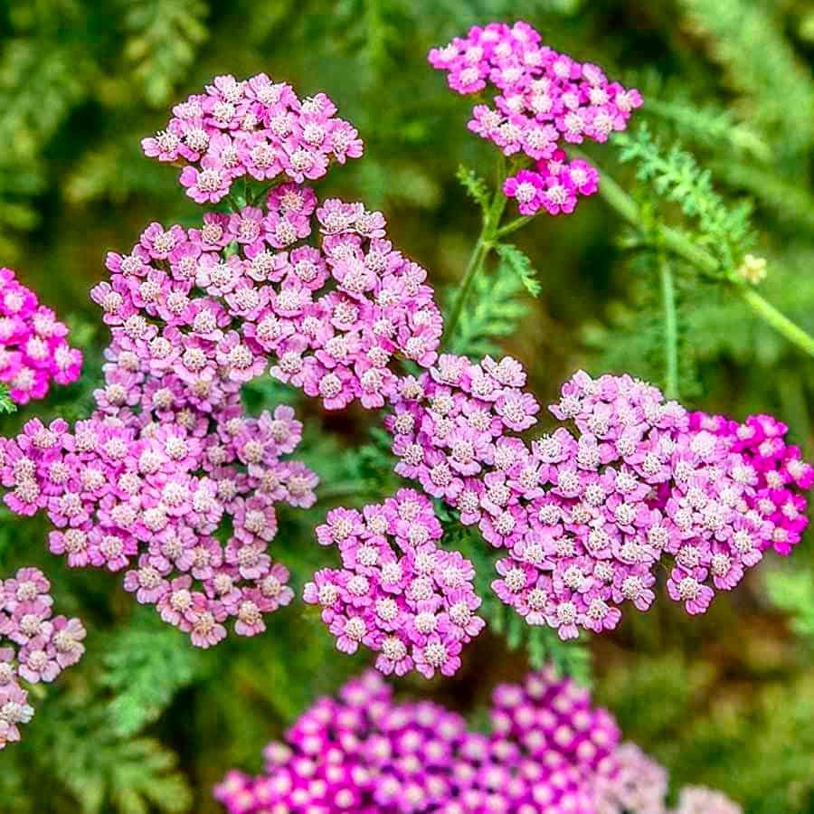 Middleton Nurseries tweet media