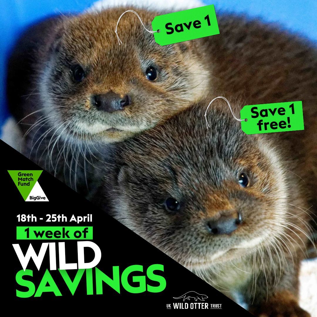 One week of wild savings... Begins now! 

Have your donation DOUBLED at donate.biggive.org/campaign/a0569… 

By donating to our big give fundraiser you'll be saving two otters for the price of one!!! 

#GreenMatchFund #2for1nature #Earthday