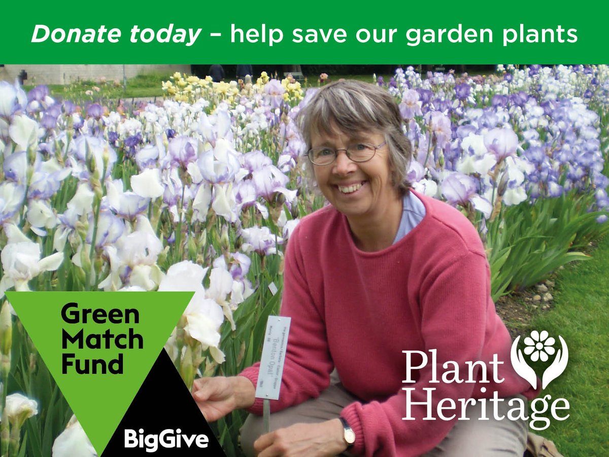 Help us save more garden plants by donating between 18 and 25 April 2024. From today! bit.ly/PlantHeritageB… If we raise £5,000, Big Give will double that to £10,000. Thank you! #BigGive #GreenMatchFund #biodiversity #loveplants #plants #saveplants #plantconservation