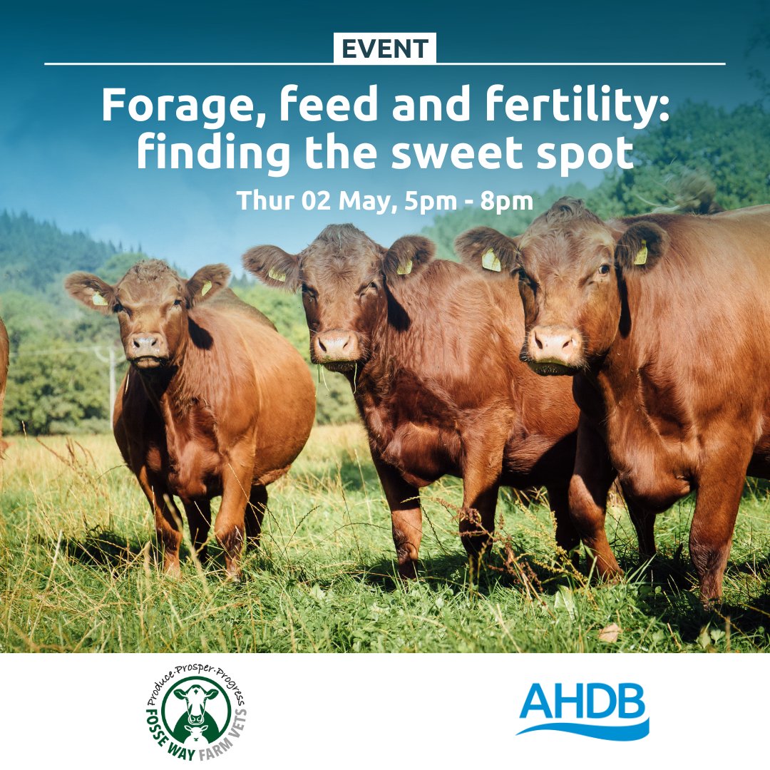 Join AHDB, Fosse Way Farm Vets and Virbac to discuss all things: 📈Nutrition 🌾Grazing 🐂Cow condition As we look at making sure cows get back in calf to hit a 365-day calving interval. Booking is free but essential ➡ ow.ly/lHOp50Rh8Tf @jamesherrick