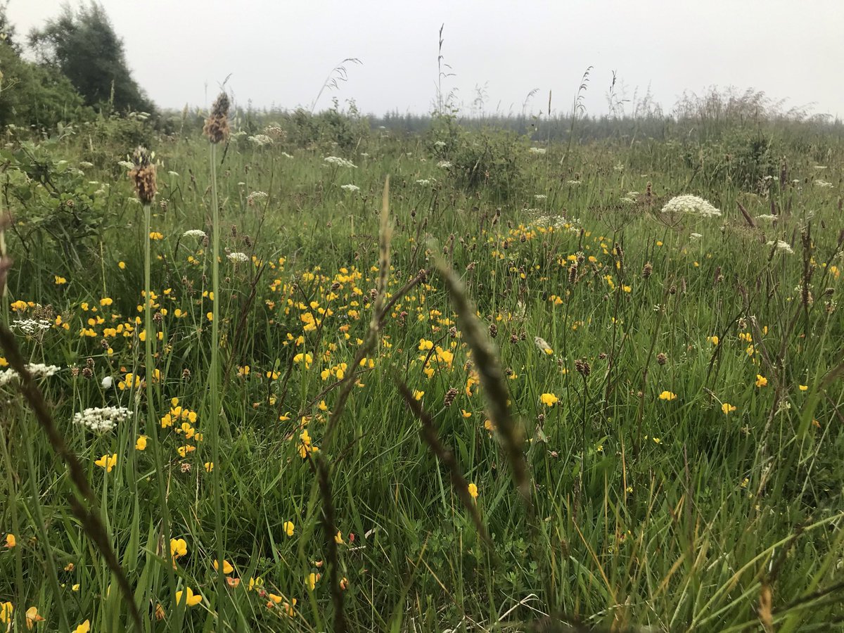 Lovely followers! A wee thread asking for your support 💚 This week @PastureForLife are seeking donations through The Big Give Green Match Fund - where donations over the next 7 days unlock up to £50k match funding. 1/4