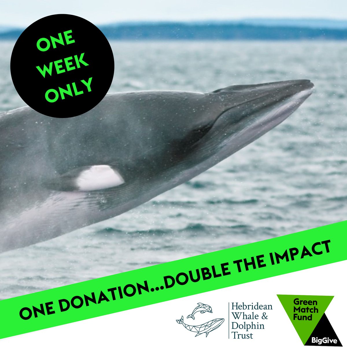 🐋 Whale Track: people power for conservation. The Big Green Give Green Match Fund is LIVE! For one week, every £1 you donate will be DOUBLED. Donate now to ensure our Whale Track community can continue to protect whales and dolphins in Scottish seas. donate.biggive.org/campaign/a0569…