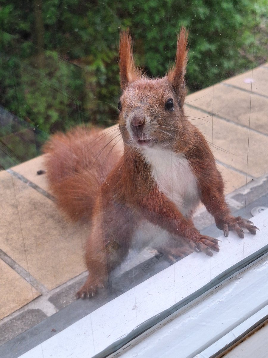 Heute geht es Robin zum Glück  schon wieder besser!
Humpelte noch ein bisschen,  hat sich aber scheinbar ganz gut erholt. 

#Bibliothekshörnchen