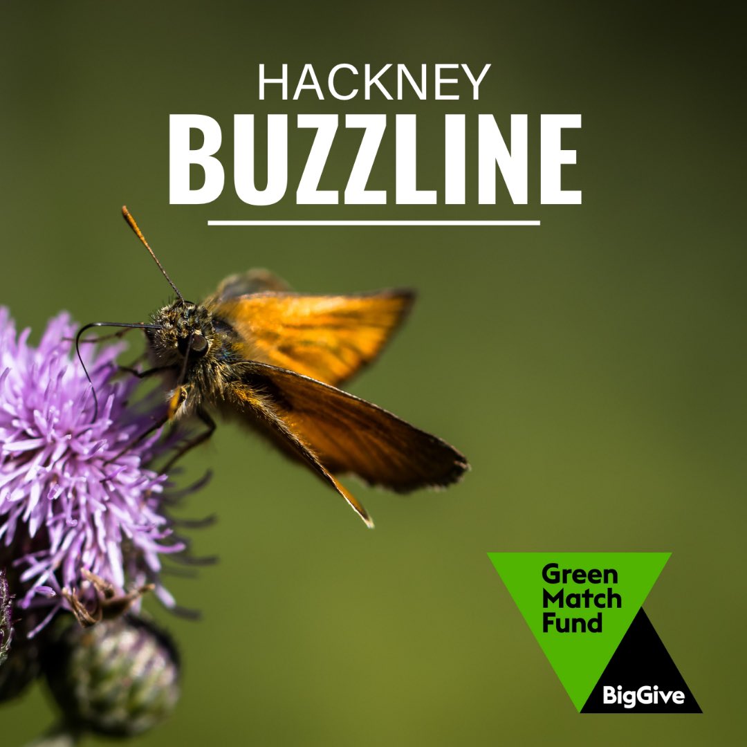 🌱 Our #GreenMatchFund campaign is now live! Join us in supporting our #HackneyBuzzline project 🐝 Your donation will be matched, doubling its impact on biodiversity and community well-being. #earthday Donate now: donate.biggive.org/campaign/a0569…