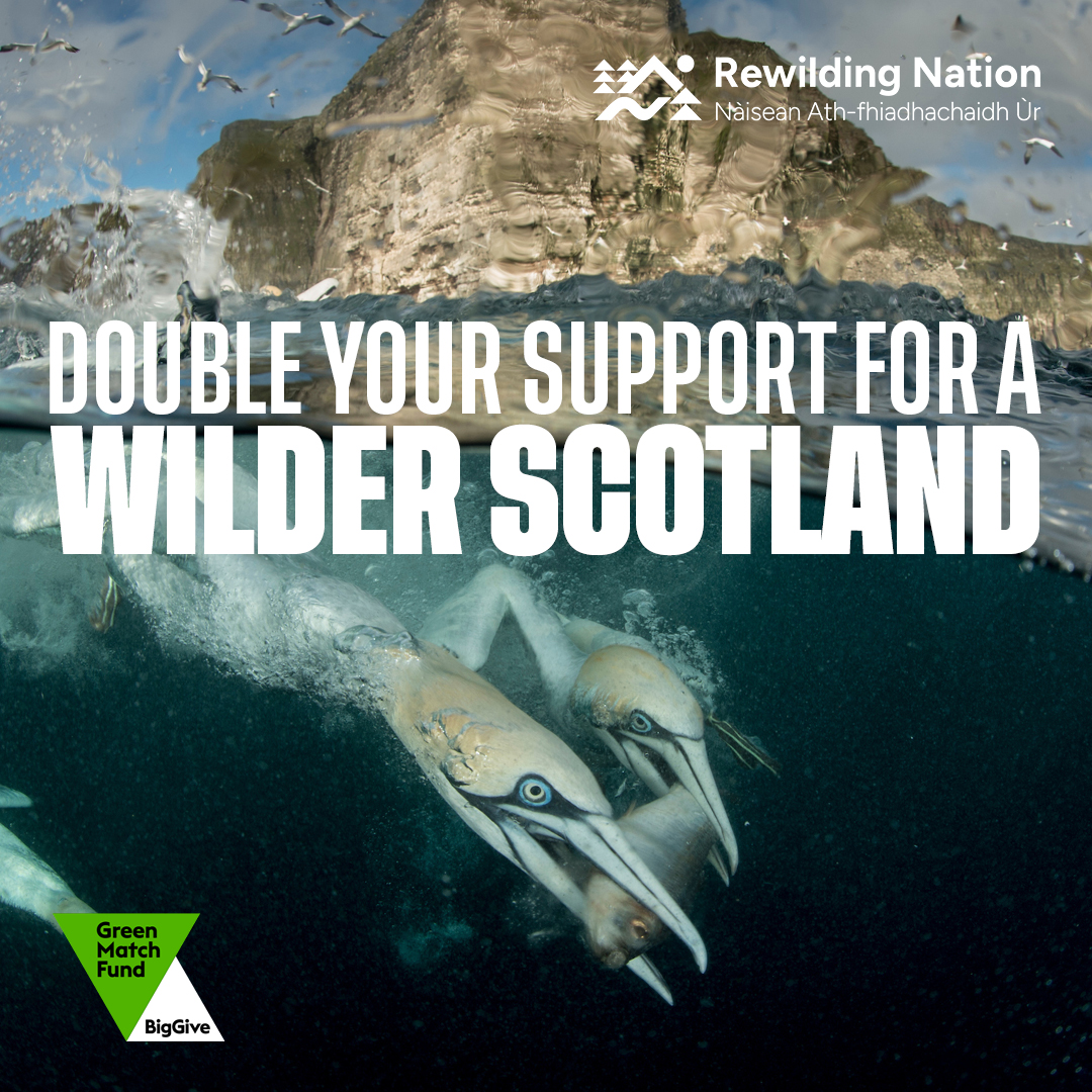 RewildingB's tweet image. Let’s make history! 

From today until 25 April, every donation made via the @BigGive Green Match Fund will be doubled and go towards the @Scotrewilding #RewildingNation campaign to help make a wilder future a reality. 

Please give, like and share. (1/3)
i.mtr.cool/dkmointmlu