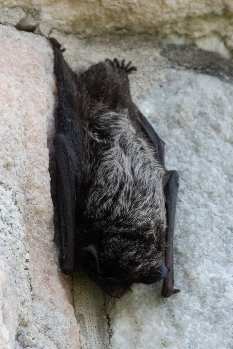 My wife spotted this Silver-haired Bat on the side of a mausoleum in Woodlawn Cemetery.