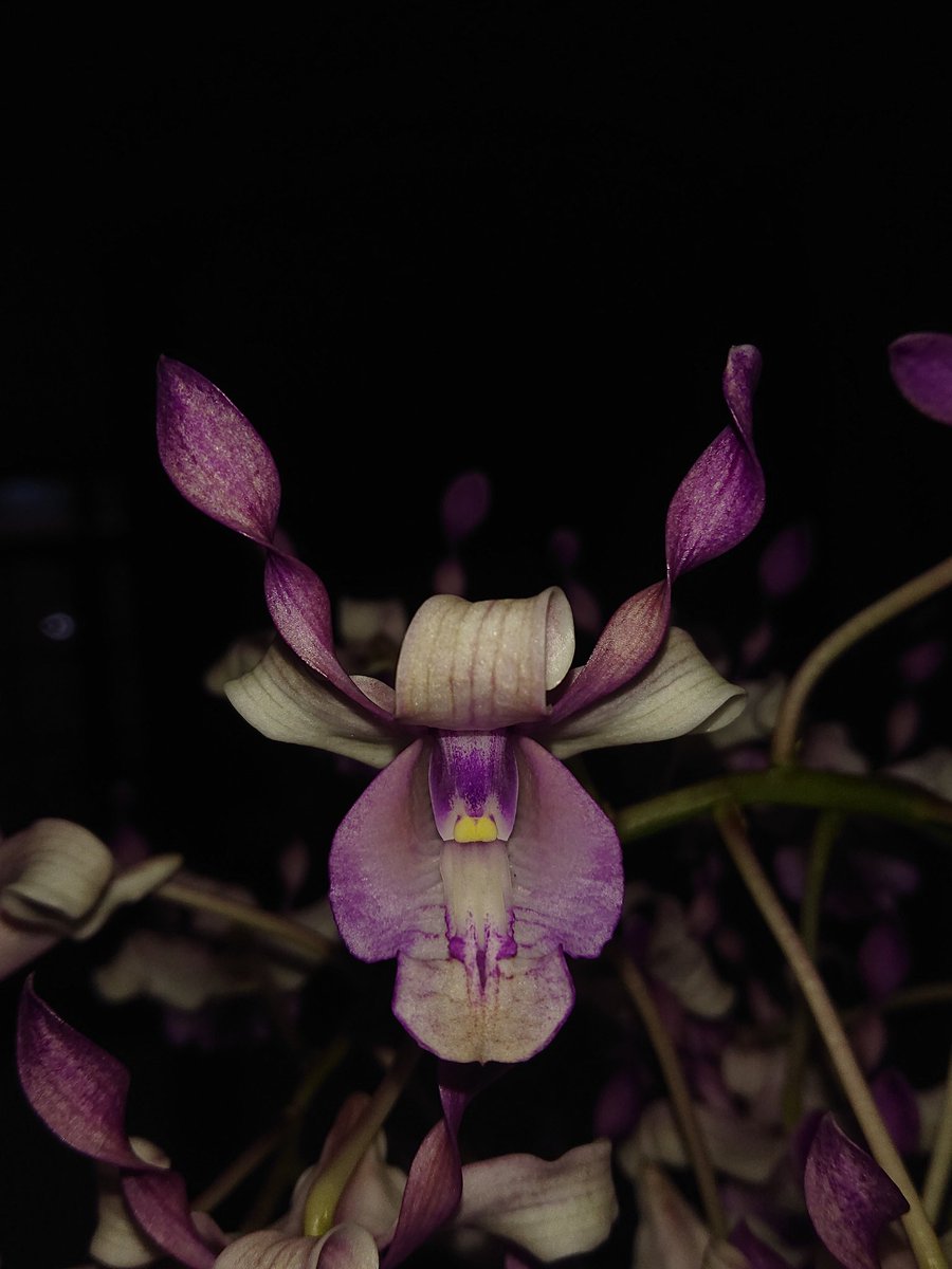 Pak_Dhe_Orchid's tweet photo. https://t.co/yUrK3rRm4v