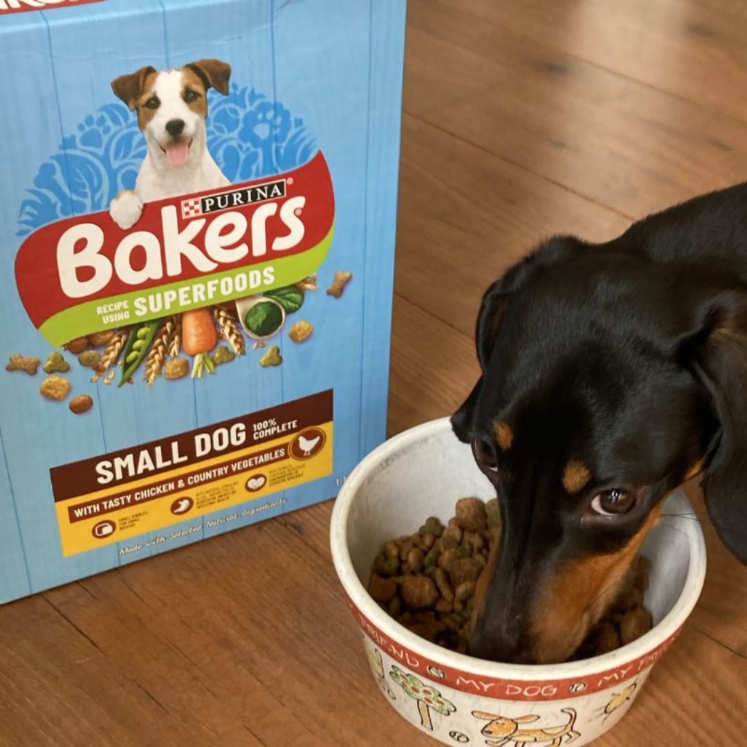 Otis the dachshund has enjoyed testing some dry dog foods for us! Here he is trying the @Purina Bakers Small Dog Complete food. What food does your four-legged friend like? yours.co.uk/life/pets/best… #dachshund #sausagedog #dogfood #pet #yoursmagazine