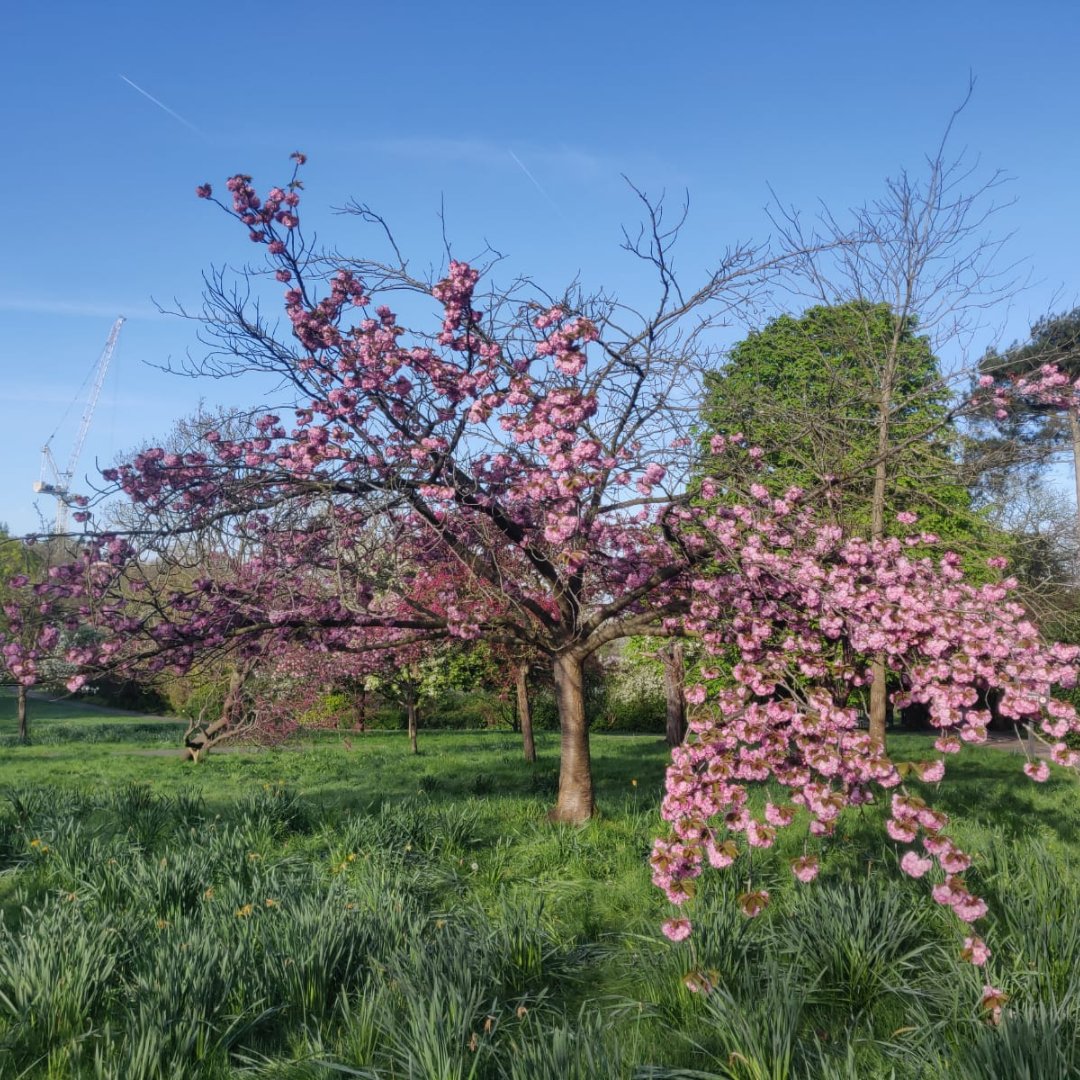 Springtime hues paint the canvas of Golders Hill Park 🌼

#HampsteadHeath