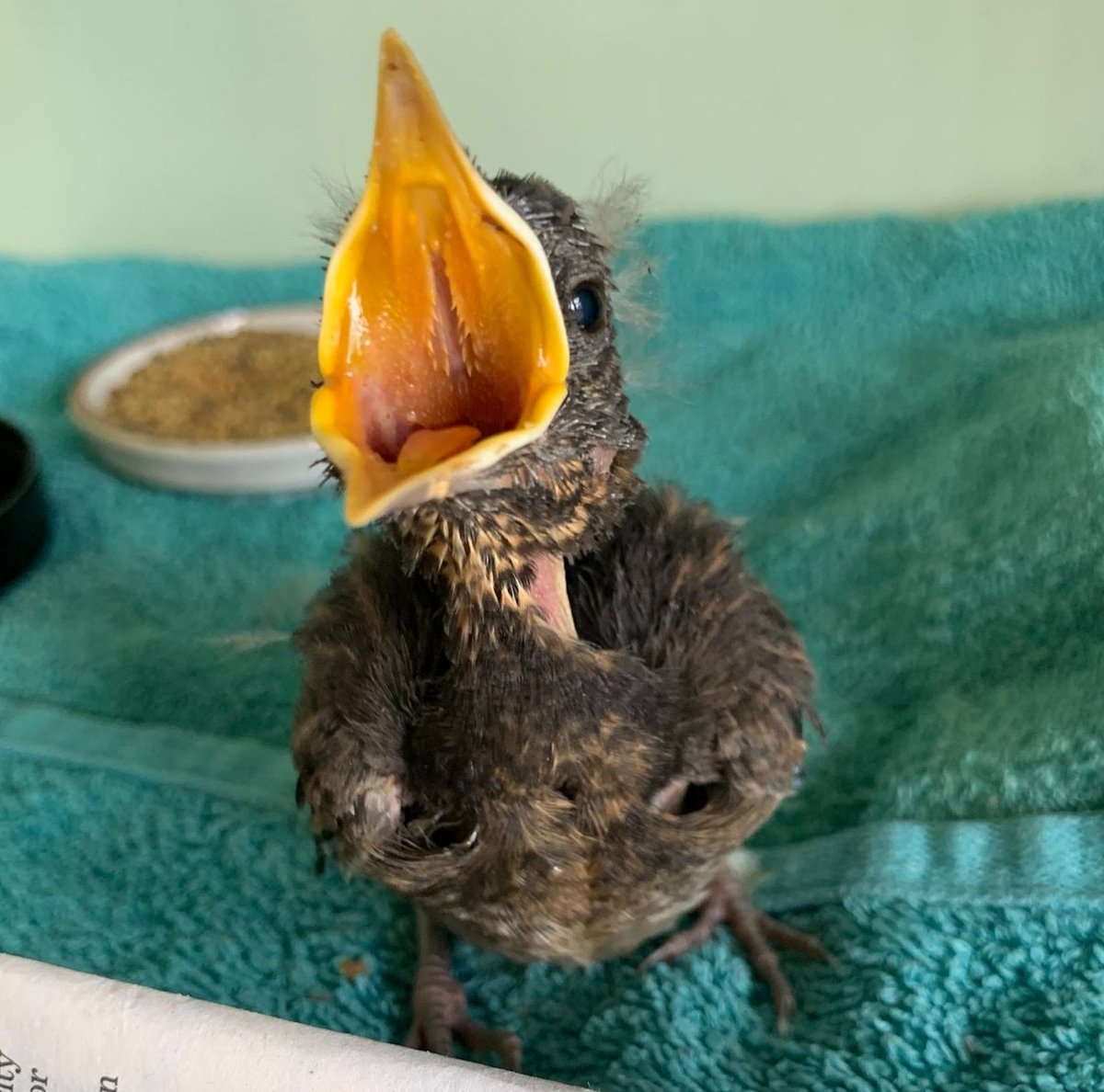 It's official! Baby bird season has started! We are getting young small garden birds in. Please remember not to be trimming back hedges now during breeding season as all garden birds are nesting. #birds #bird