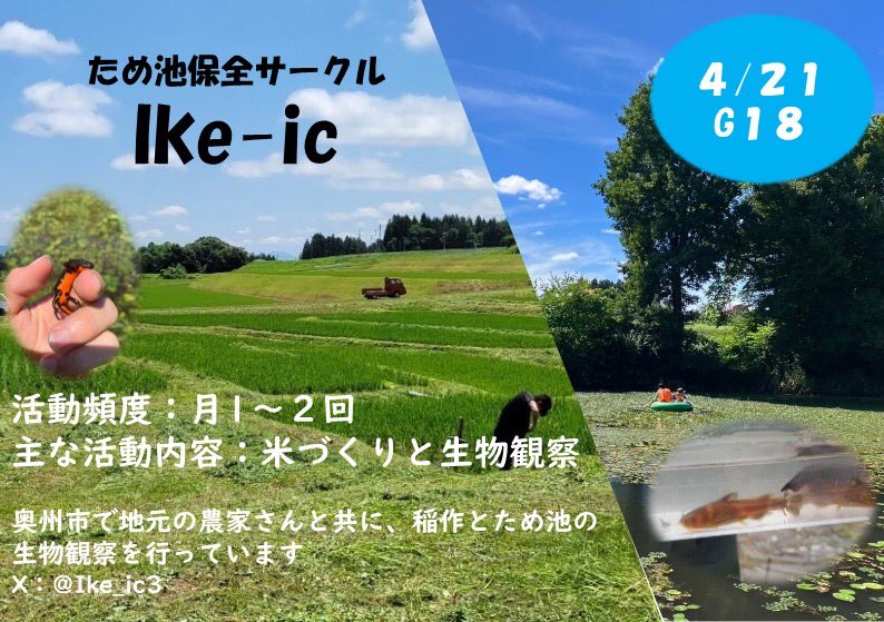 Ike_ic3's tweet photo. サオリの日程が近づいたので連絡です！
ため池保全サークルIke-icは
21日(日)の10:00〜15:00から
学生センターA棟G18教室でお待ちしてます！
米作りしたい方、淡水生物が好きな方などぜひお越しください！
 #春から岩大　#春から岩手大学 https://t.co/bGilVMp4cC