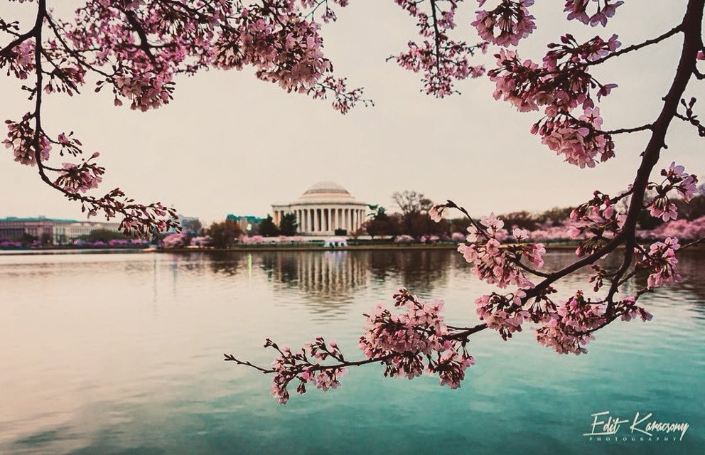 Morning glow. 

Washington, D.C. #cherryblossom