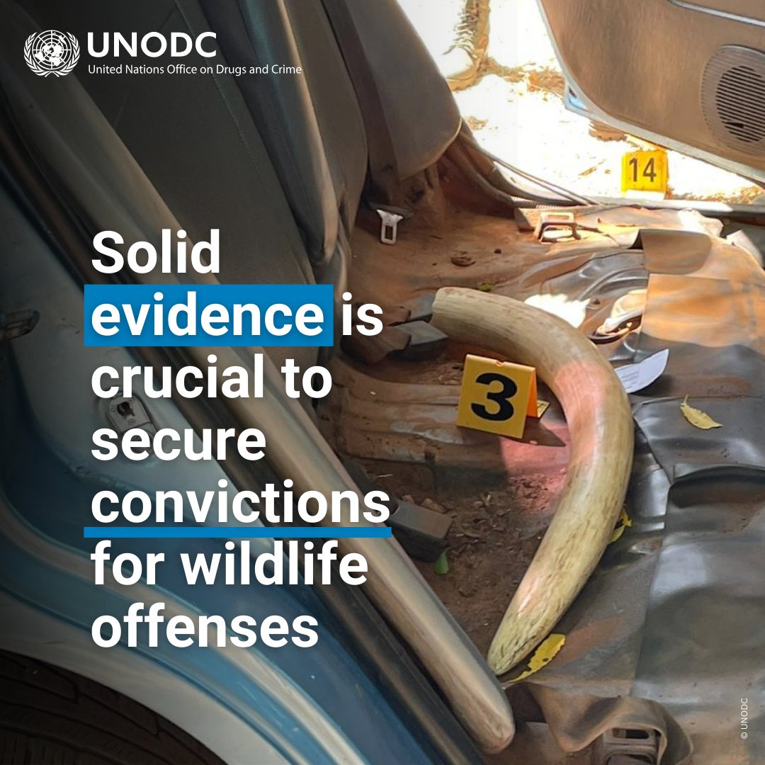 Wildlife forensic science plays a crucial role, linking crimes to suspects through evidence.

It’s vital for this science and equipment to be accessible worldwide, from crime scene to court to #EndWildlifeCrime

📘bit.ly/48sDQMZ