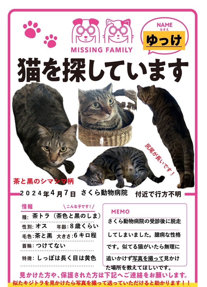 ⚠️【猫を探しています】⚠️ 拡散希望⚠️

日時・4月7日から迷子猫

場所・岐阜県・恵那市・中野

名前・ゆっけ(オス)

情報・約8歳.体重約6kg.去勢済み

特徴・しっぽが長い、キジトラ

見かけたらご連絡お願いします🙌

#迷子猫 #猫 #ペット探偵 #迷子ペット #拡散希望 #岐阜県 #恵那市 #中野