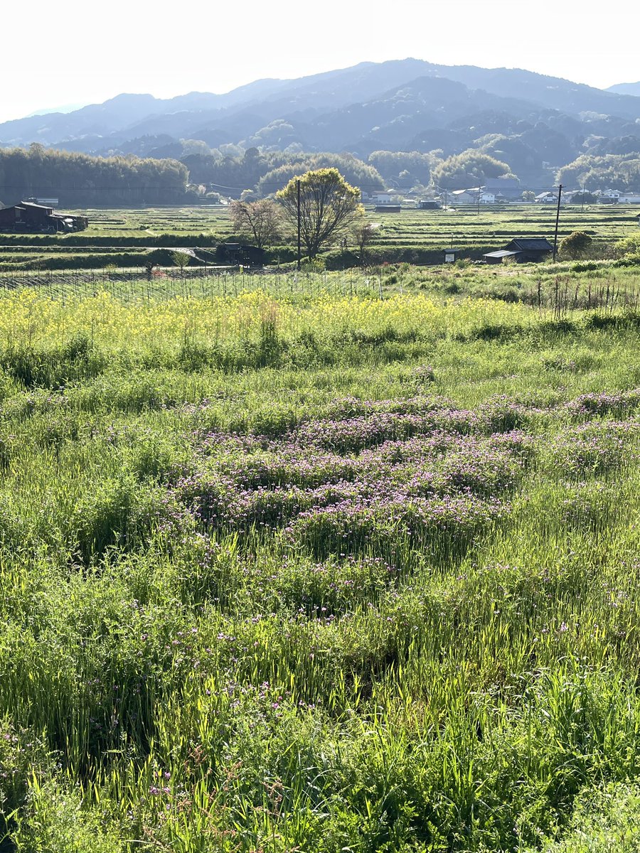 こんばんは。 明日香村川原付近を散歩していました。レンゲと菜の花のコントラストが綺麗な景色に出会いました。