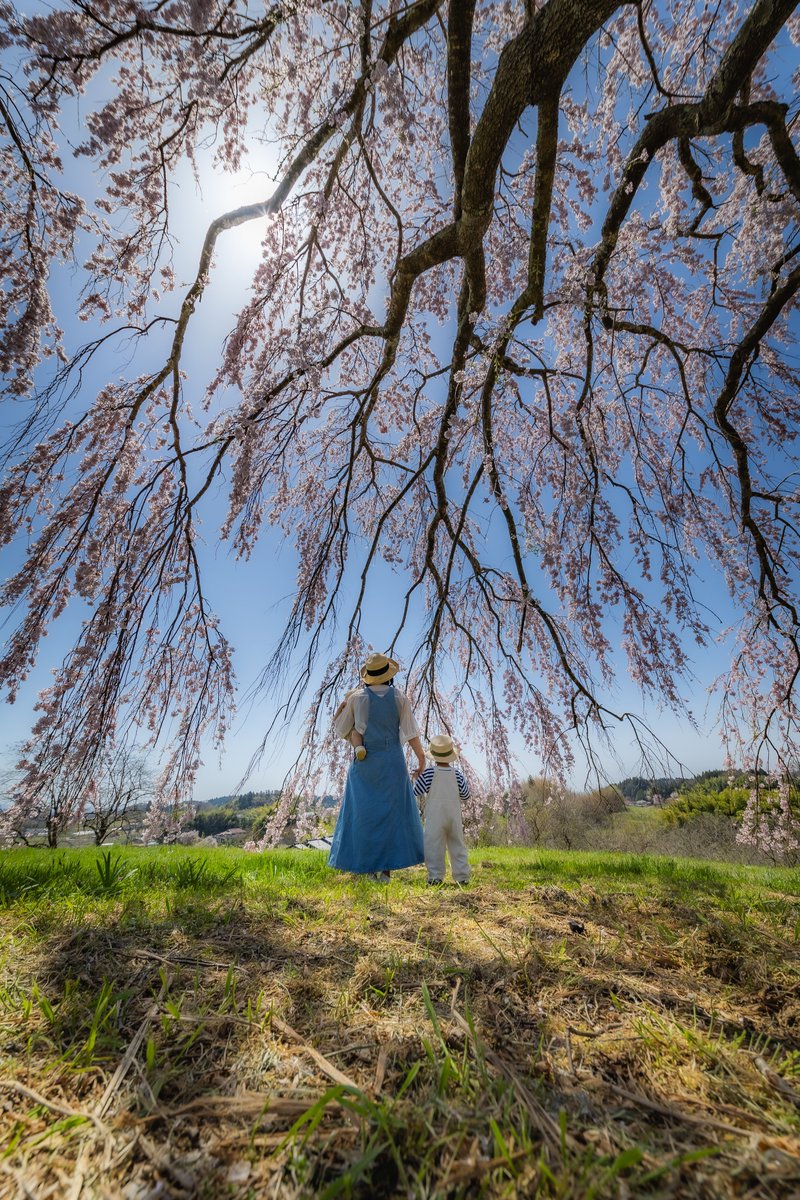 降り注ぐ桜の木下で🌸

#福島県 #tokyocameraclub