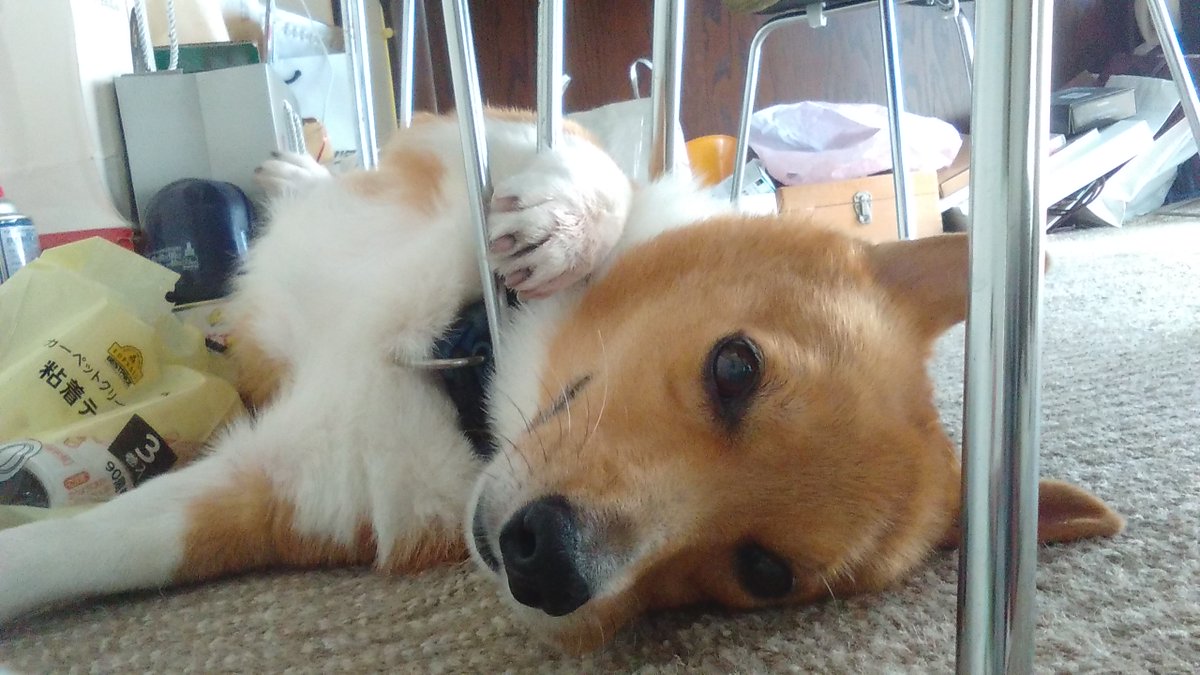 oukaein's tweet photo. 今日、あいんが亡くなりました。天国や来世とか魂とかあるかどうかわからないですが、もしあるならまたどこかで会いたいです。

僕が８歳の頃から一緒にいたので人生の半分以上を共に過ごしました。１５年１０カ月間、一緒にいてくれてありがとう。 https://t.co/HDErcrChnE