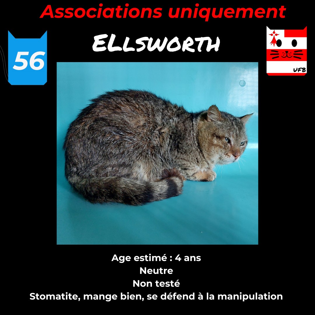 ELLSWORTH est SAUVE
Pris en charge par une association  de Brest
 Finistère (29)