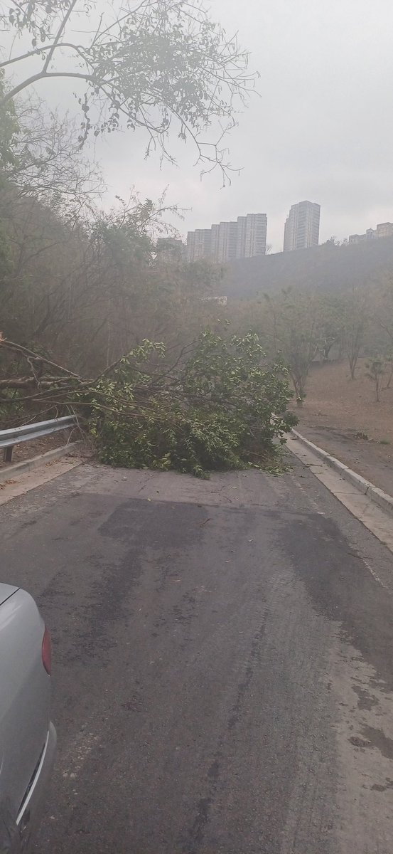 millan1976's tweet photo. Árbol caído, entrada desde la autopista hacia Parque Caiza 
@ParqueCaiza @ParqueCaizaRed @ZonasPqCaiza @PCivil_Ve @PCCAPITAL @PolisucreOficia https://t.co/UHFvMvkkaW