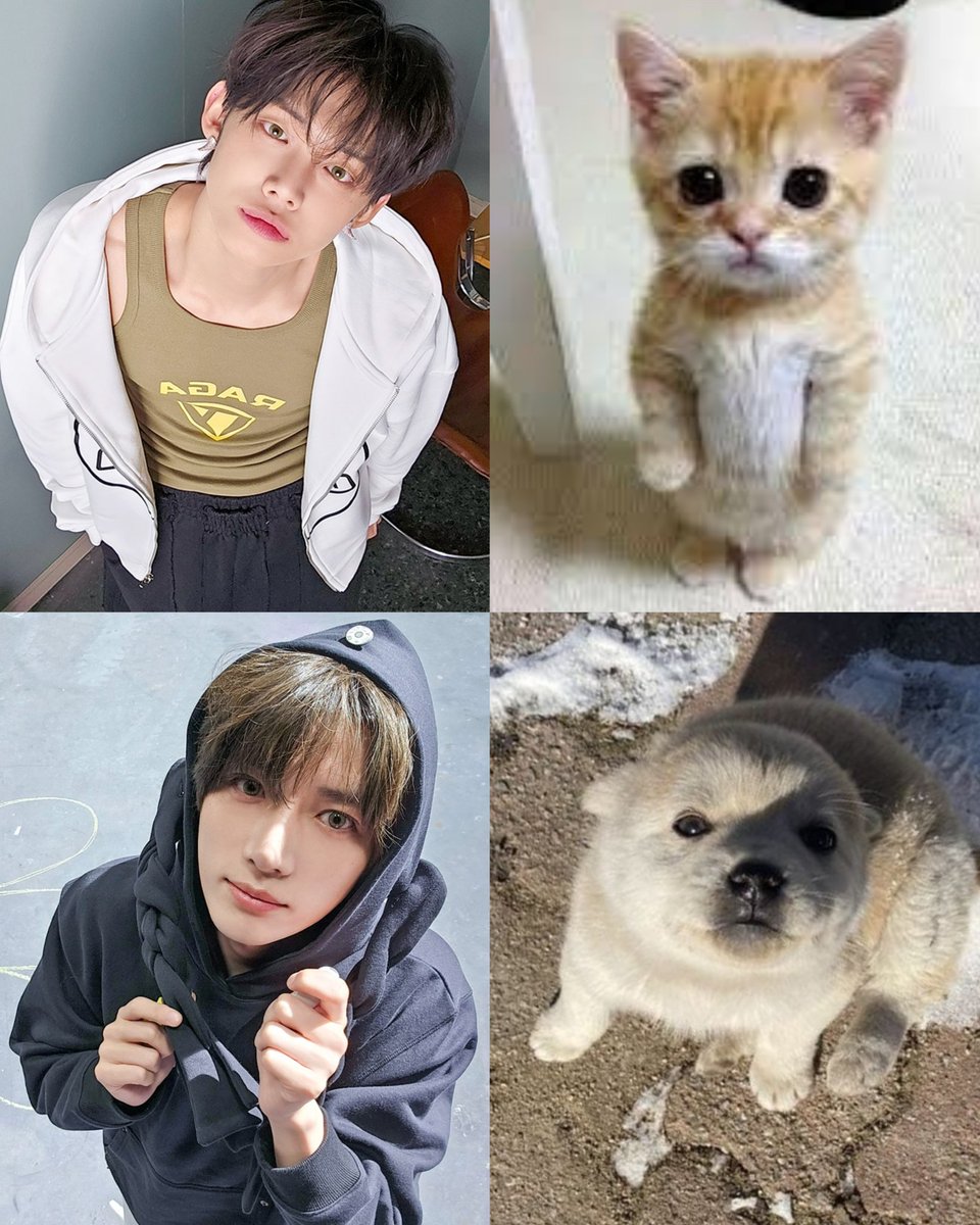bobpul_yj's tweet photo. 🐱🐶 https://t.co/2Uf77ZFpdx