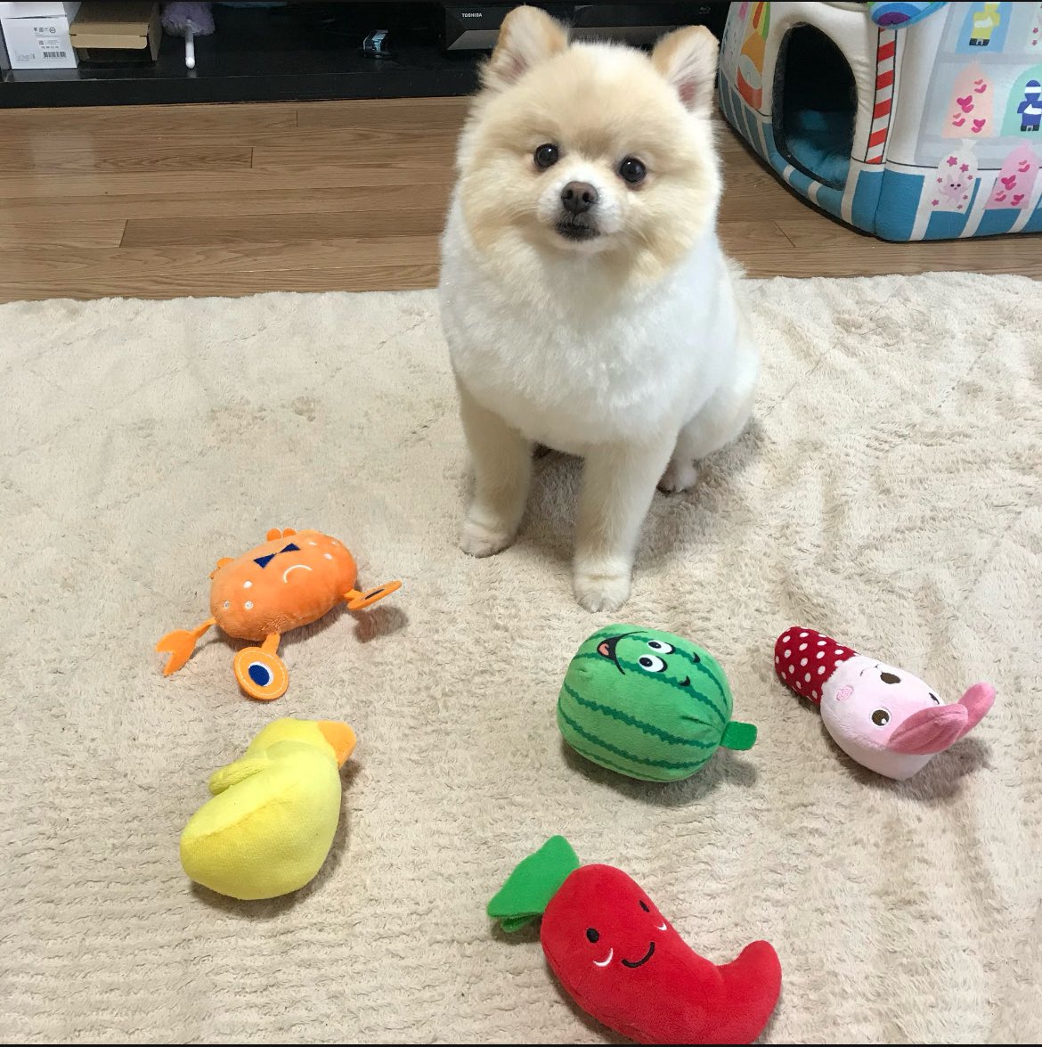 yuyuyuyumee's tweet photo. お気に入りのおもちゃ全部持ってきて見せてくれるんだけど、それ飼い主が買ったやつだから知ってるよ https://t.co/cF9VVZypan