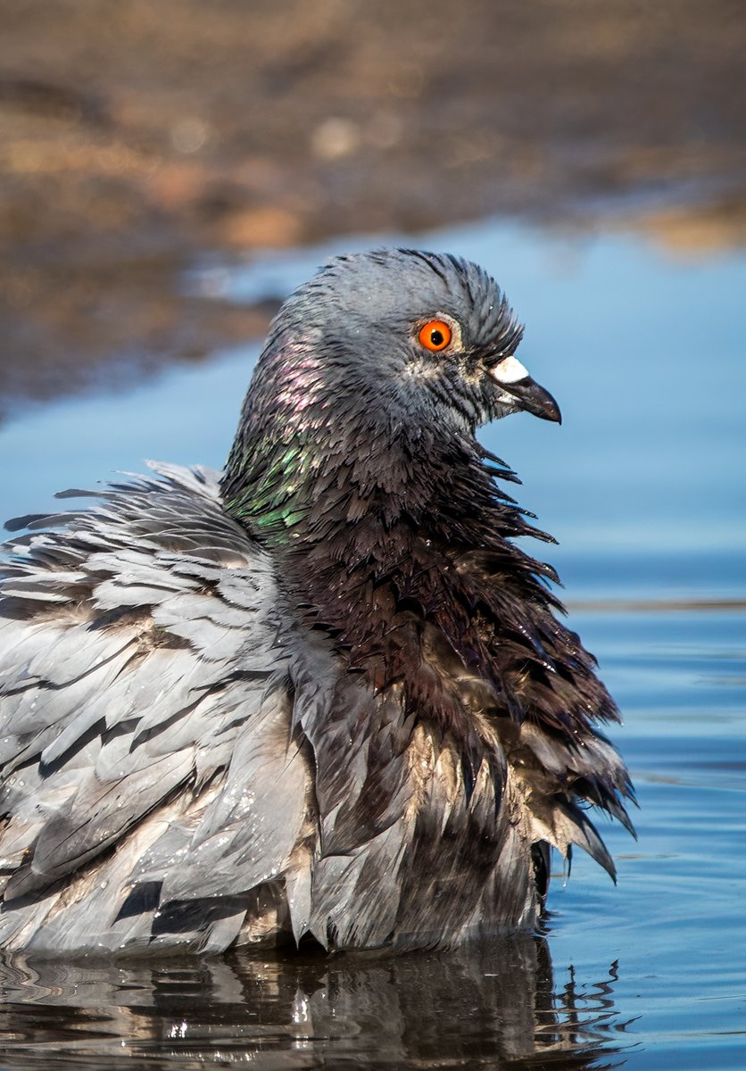 Rock Pigeon in a puddle bath.