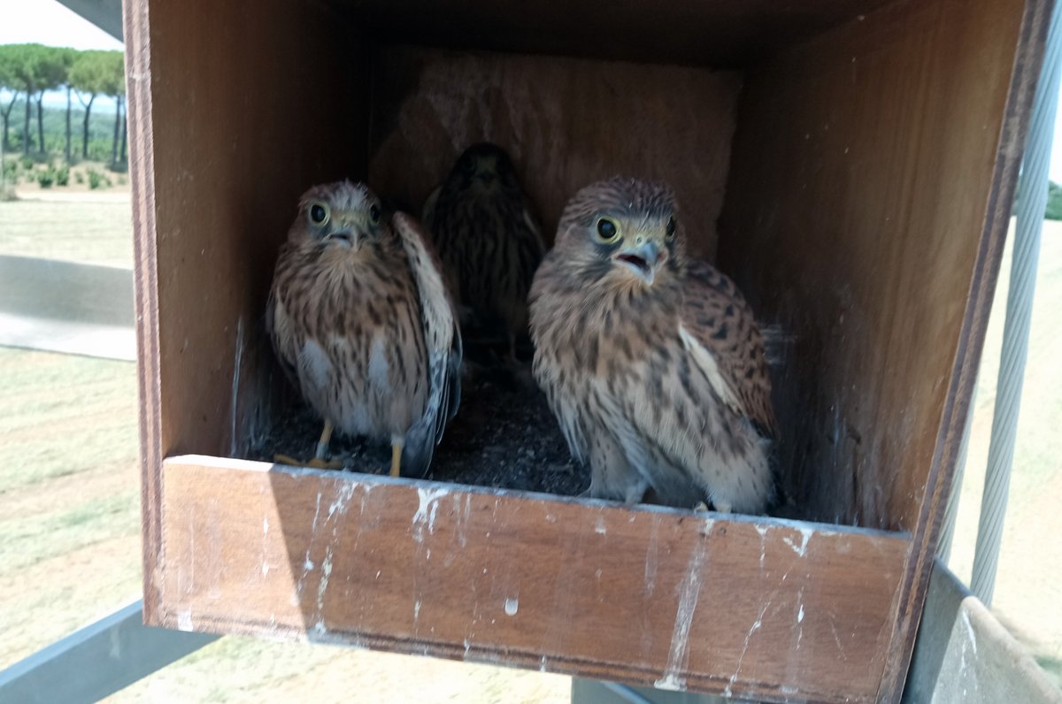 Find out our latest paper on transcriptomics in urban and non-urban common kestrels. Congratulations to Gianluca for his first PhD paper on #urbanecology of #birds 😃🐦🏢🏘️🌳🌱 sciencedirect.com/science/articl…