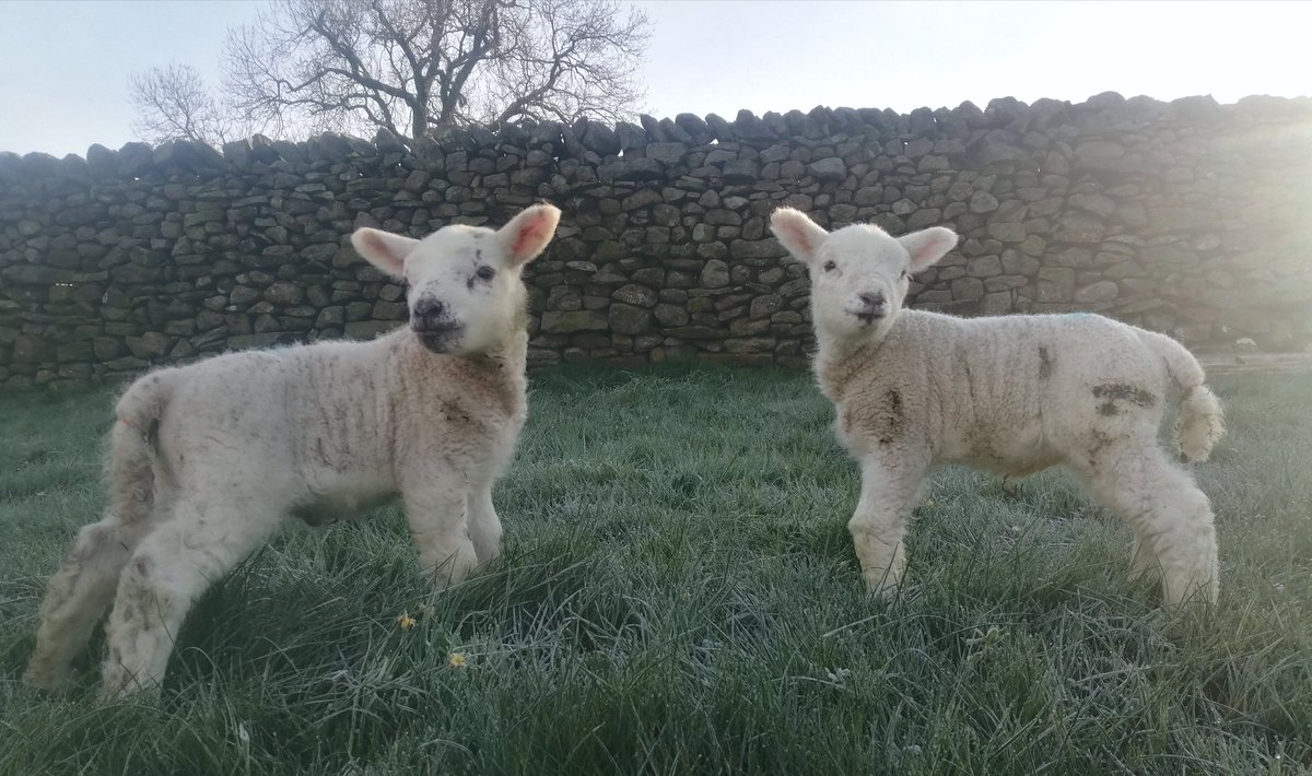 Which way is Mummy?

#sheep #sheep365 #farming #farminglife #shepherdess #farmingneverstops #lambingseason #lambing #lambing2024