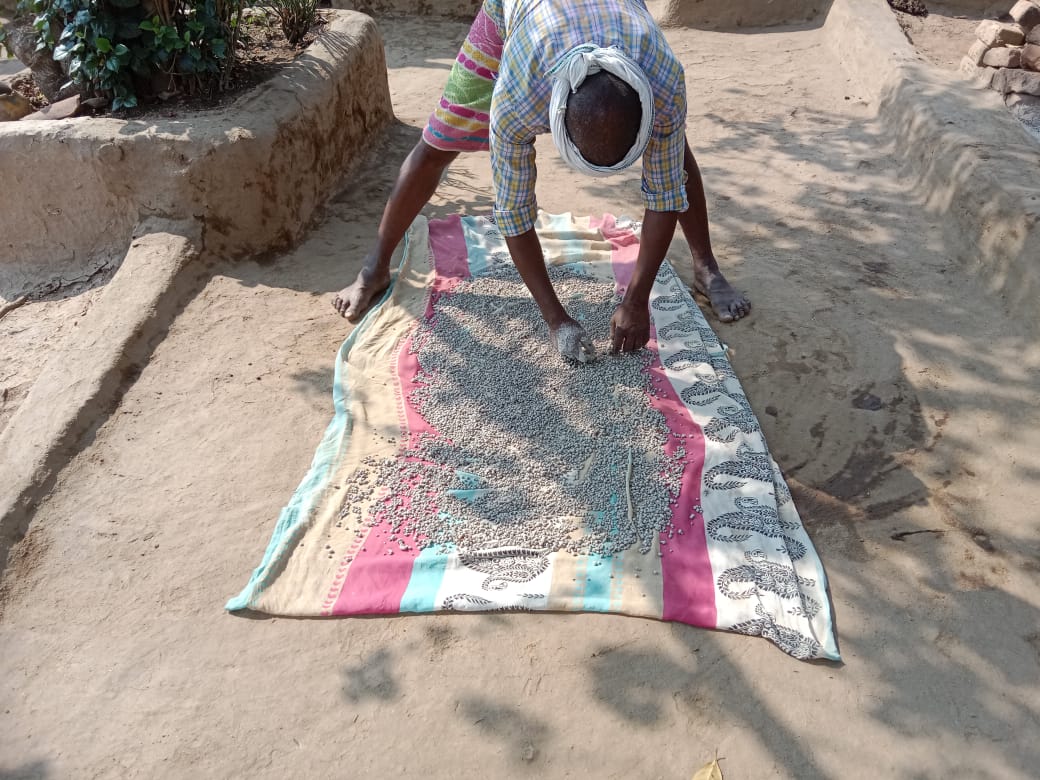 MPNFRySS's tweet photo. 'Good things take time' said the elderly person when asked about why only few people are practicing seed treatment/coating for seeds.Eventually my co-villagers will own up when they see result in my field he said before going to field @APZBNF @vijaythallam #seedcoating @DAY_NRLM https://t.co/zI1MerHTmD