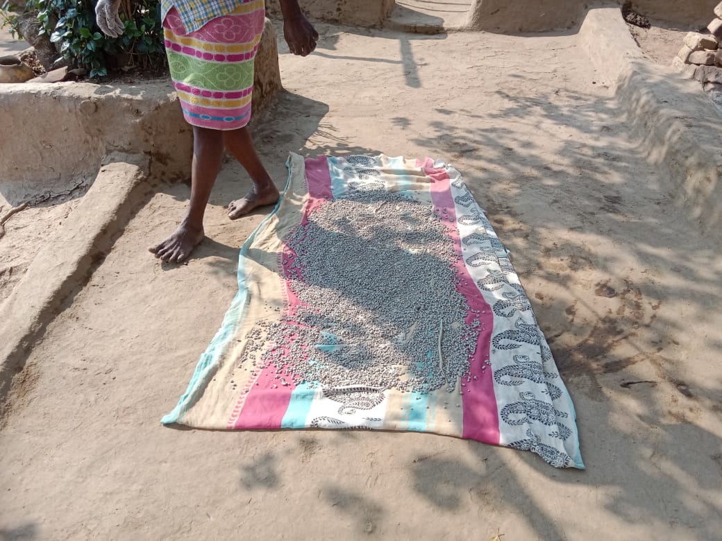 MPNFRySS's tweet photo. 'Good things take time' said the elderly person when asked about why only few people are practicing seed treatment/coating for seeds.Eventually my co-villagers will own up when they see result in my field he said before going to field @APZBNF @vijaythallam #seedcoating @DAY_NRLM https://t.co/zI1MerHTmD