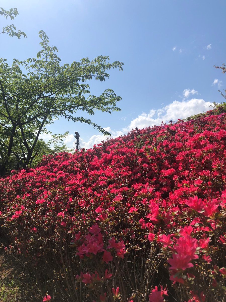 おまつりの準備で訪れた総合レクリエーション公園ではいろんな種類の花が咲いていたよ💐
なぎさ公園の #つつじ もきれいだったな😊
#江戸川区 #葛西