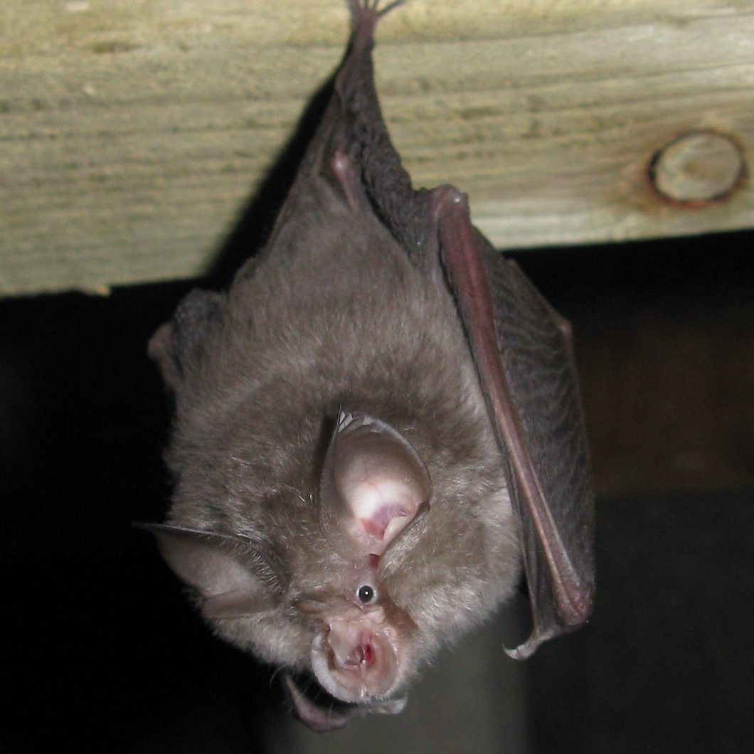 Yesterday was #InternationalBatAppreciationDay🦇The Cotswold Water Park is home to 14 of the 18 species of bat that live in the UK, providing them with rich habitat and feeding grounds. Waterways and ponds attract thousands of flying insects, which creates a feast for bats!