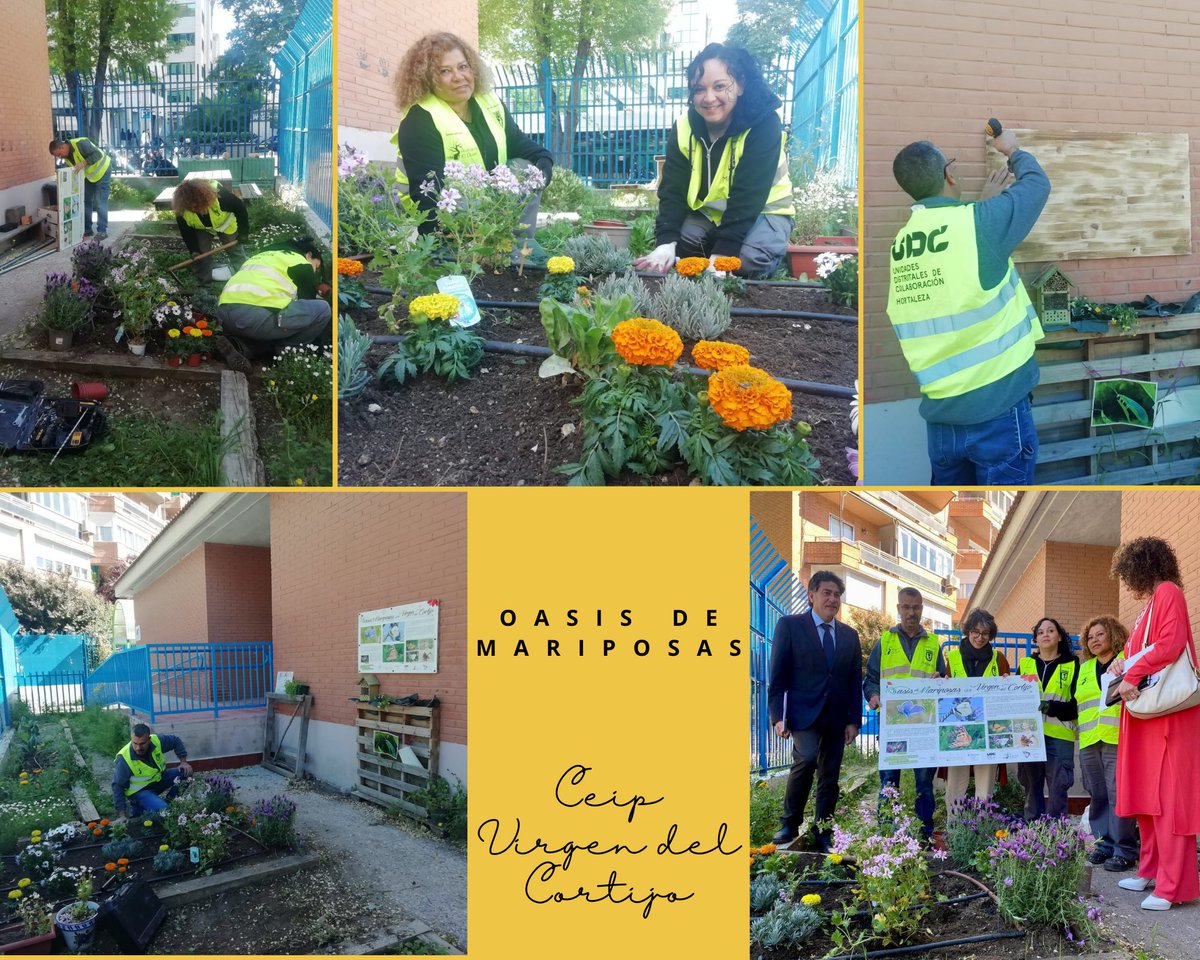 UDCHortaleza's tweet photo. 🦋El CEIP Virgen del Cortijo ya tiene su #OasisdeMariposas
Gracias @asocZERYNTHIA por este proyecto.
Seguimos creando espacios que protegen la biodiversidad.
Financia Área de Gobierno @MADRID Coordinación Territorial y Desconcentración en @JMDHortaleza
🌿Gestiona @AsocElOlivar https://t.co/1y3SjsSeKr