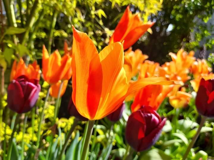 Wishing you all a tuliptastic Thursday! 🌷