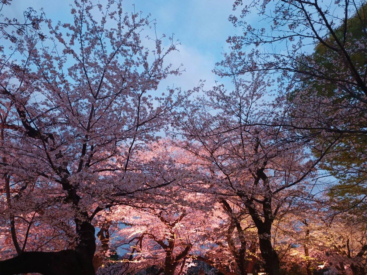 Cherry ﾞblossoms ​teach ᱸus ⳿the ﾠart ᠍of ‍letting ﾠgo ᠍gracefully, as ⳿each petal ᠎dances ‍its way  to ᠍the ​ground, leaving ⬝behind ﾞa ‍trail ⳿of ‍beauty. ﾠ🌸✨​ ﾞ🍃🌸🌱🌱🍒🍒