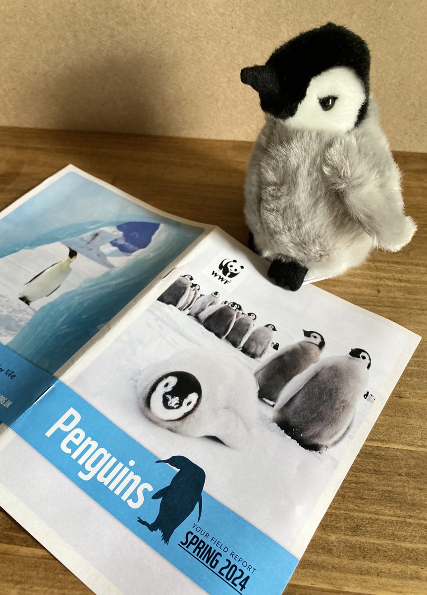 Adopt a Penguin @wwf_uk 🐧💙

➡️ support.wwf.org.uk/adopt-a-penguin

#エンペラーペンギン #コウテイペンギン #Antarctica #emperorpenguin