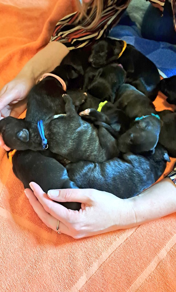 TullytheD's tweet photo. "🌟 Exciting News! 🐾 Our Puppies Have Arrived! Dive into our latest post for all the adorable details: 
https://t.co/f9LWHNQlhU
#scottishdeerhound #Finchhill https://t.co/0vCk2ZirPX
