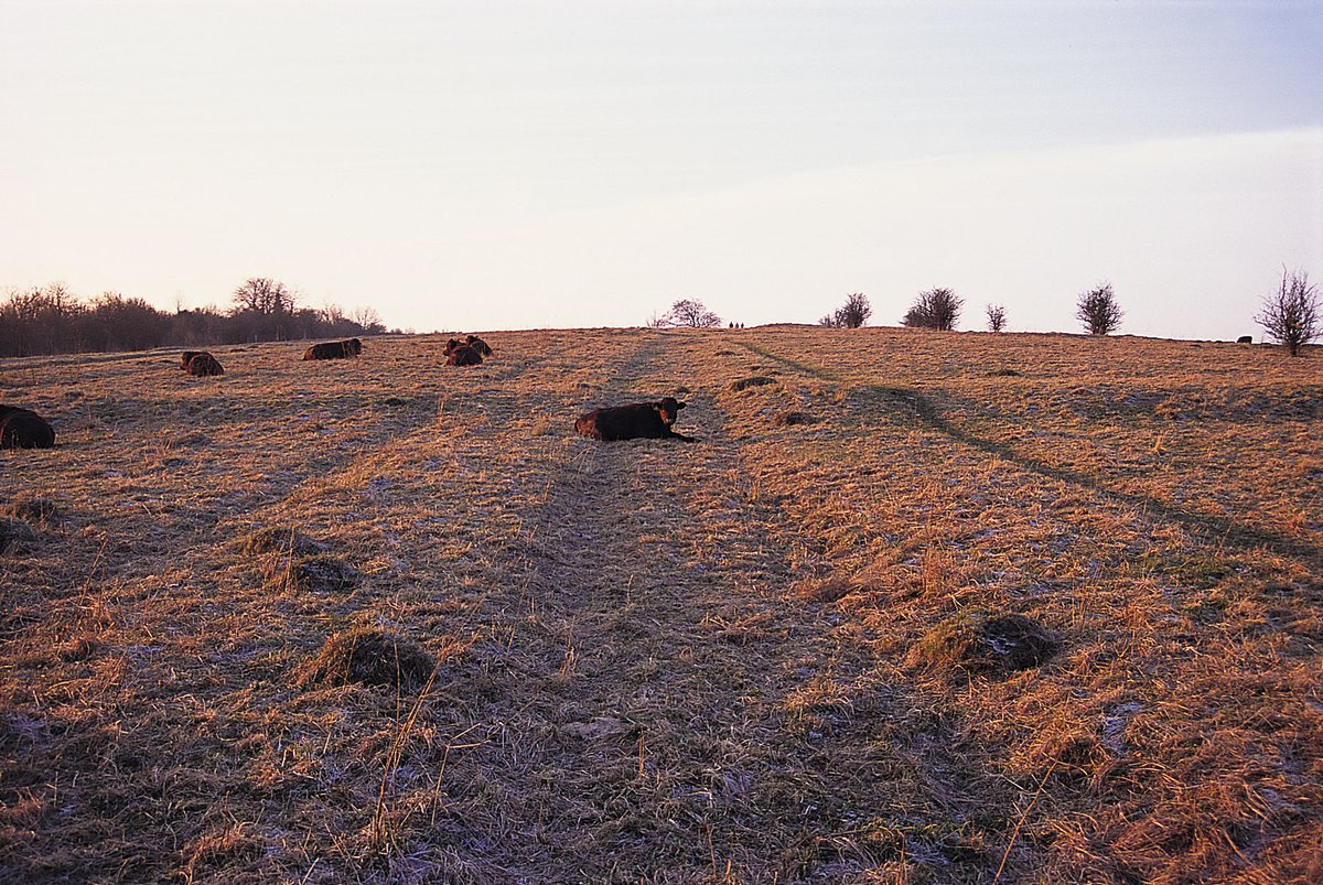 Happy #WorldHeritageDay! 📷 #FarthingDowns is London's largest Scheduled Monument, recognising and protecting the remains of an extensive Iron Age field system and trackway, as well as Anglo-Saxon burial mounds dating back to the 7th Century.