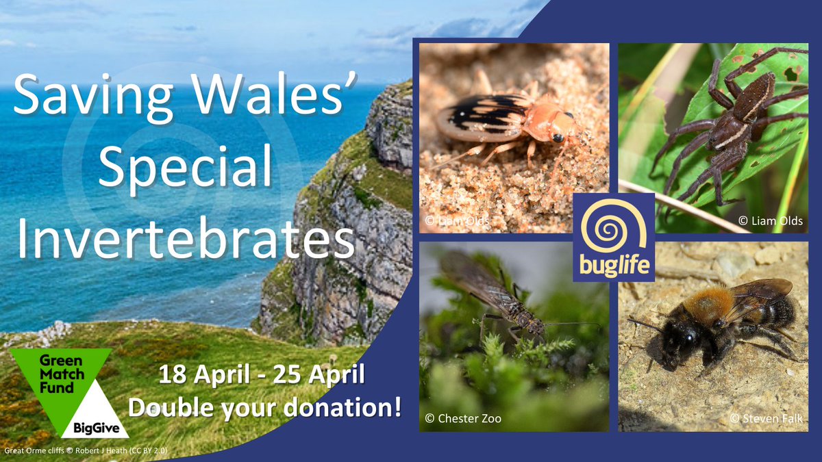 🌟We're live!🌟

Welcome to the <a href="/BigGive/">Big Give</a> #GreenMatchFund 2024 where we need your help "Saving Wales' Special Invertebrates"
👇
donate.biggive.org/campaign/a0569…

For all this week your donations will be DOUBLED; meaning double the difference for Wales' "bugs"!

#BuglifeCymru