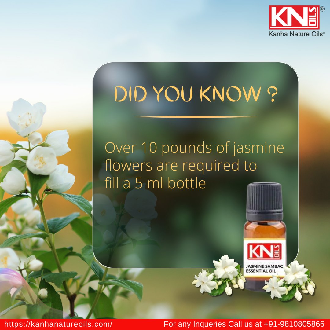 🤔𝘿𝙄𝘿 𝙔𝙊𝙐 𝙆𝙉𝙊𝙒❓

💯 Over 10 pounds of jasmine flowers are required to
fill a 5 ml bottle.

🛒𝗦𝗛𝗢𝗣 𝗡𝗢𝗪 𝗝𝗮𝘀𝗺𝗶𝗻𝗲 𝗘𝘀𝘀𝗲𝗻𝘁𝗶𝗮𝗹 𝗢𝗶𝗹 at kanhanatureoils.com/.../jasmine-sa…

💼 For Business inquiries, Contact Kanha Nature Oils at +91-9810805866.

#KanhaNatureOils