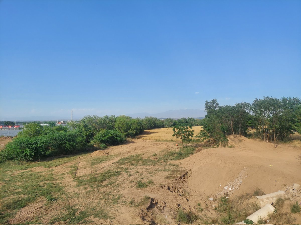 Wheat fields all around the Mullanpur Stadium here in Punjab. #PBKSvsMI #IPL2024 #CricketTwitter