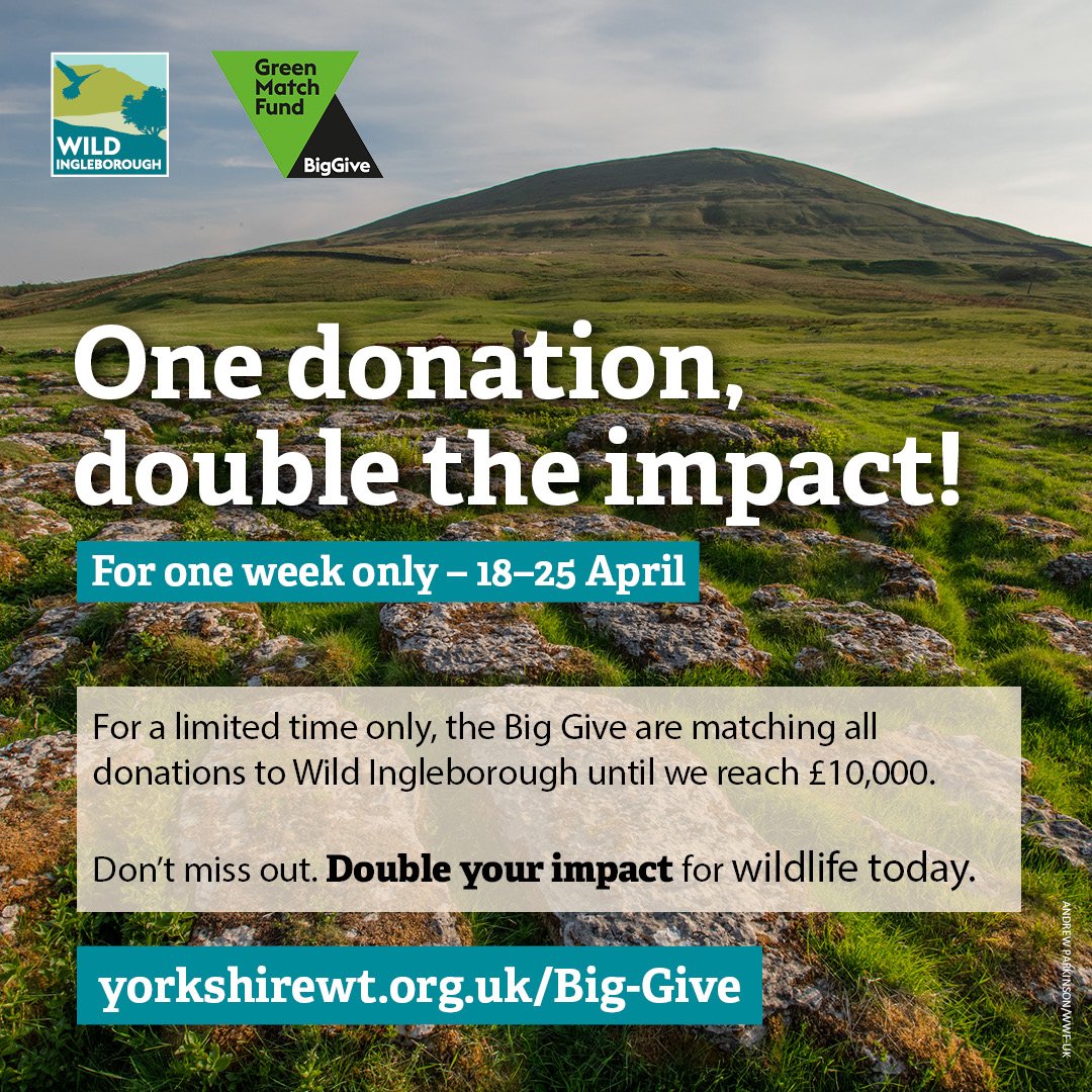 ⏰ Don’t hit snooze, #GreenMatch is here! Do more to restore Ingleborough’s landscape. For one week only, the @BigGive will match all donations to Ingleborough up to £10,000. Don’t miss this chance to do more for wildlife! 💚 yorkshirewt.org.uk/Big-Give #GreenMatchFund