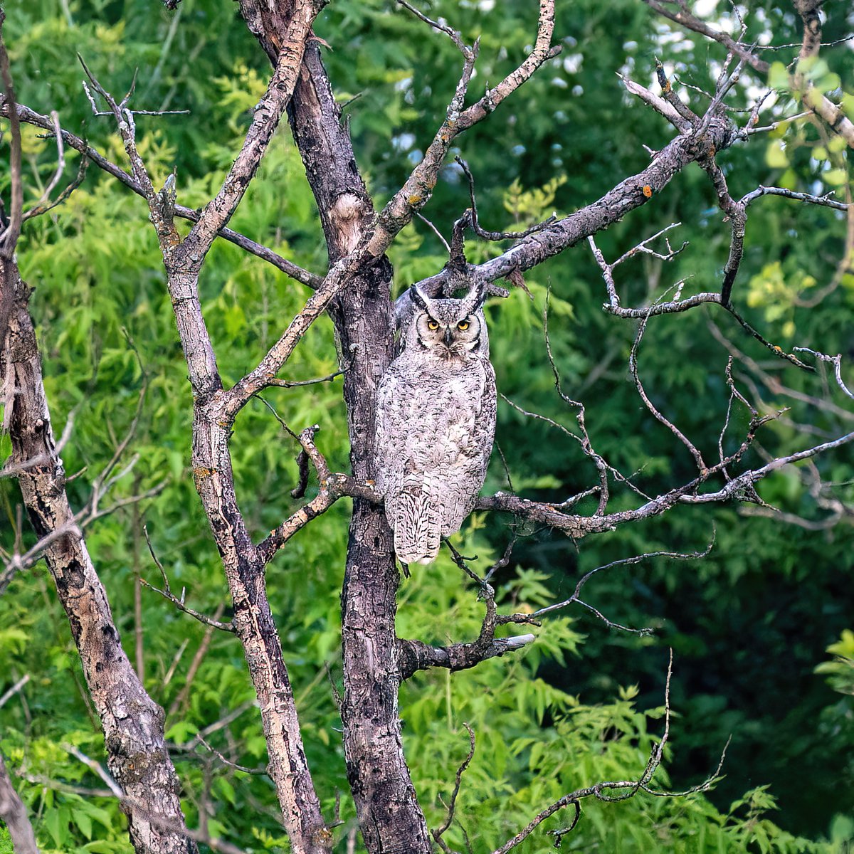 Great Horned Owl sitting in a tree - in the West-man area of Manitoba, Canada.  #owl #greathornedowl #mb #cd #bdnmb