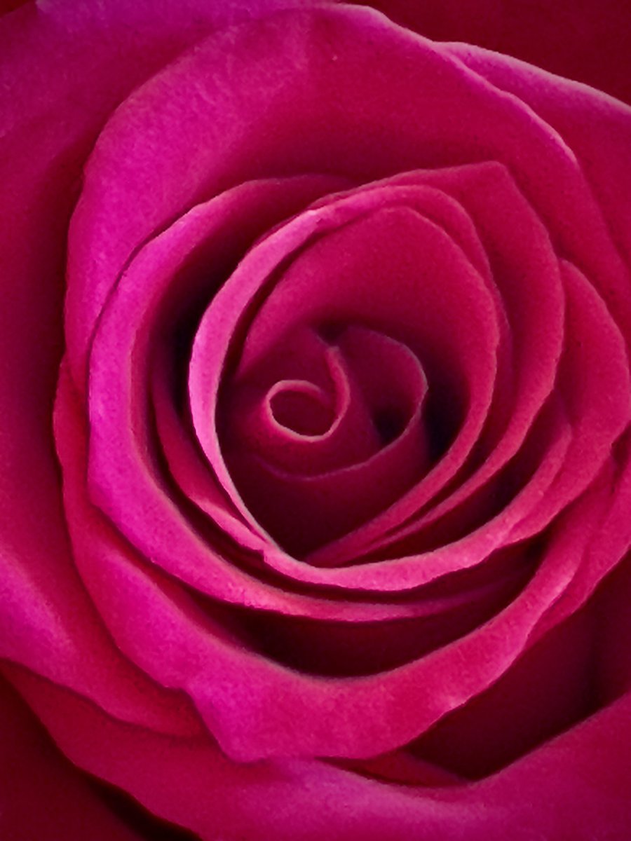 The name of the Rose 🌹 sfik productions iPhone 13 Raw mode