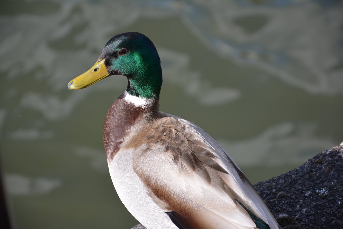 Maurice the Mallard was taking in the view from St Katharine Docks' outer knuckle Photos 📸 Dock Master Joseph #skdmarina #skdocks #dockwildlife #londonmarina #wildlifephotography