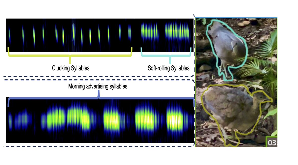 First preprint from Forest Speciation Lab: a multimodal documentation of rainforest tinamou mating ritual. The female courted with egg-laying-hen-like clucking and peacock-like feather-ruffling. biorxiv.org/content/10.110… #paleognath #courtship #dance #behavioralsciences #Panama