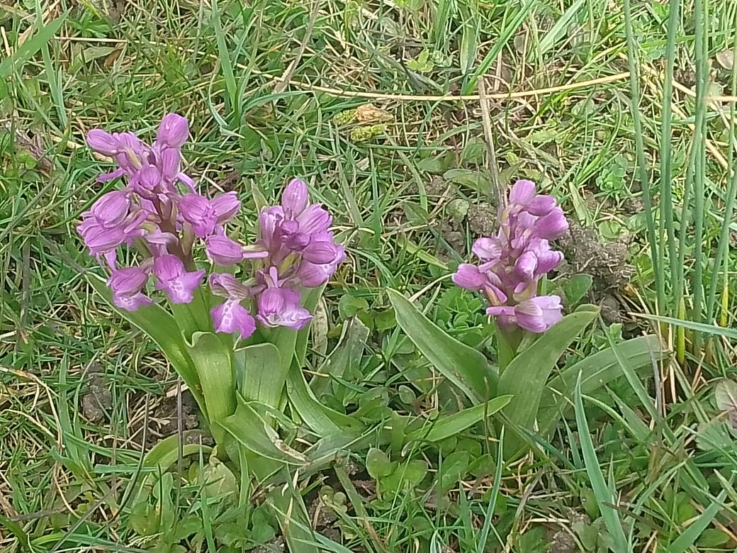 Yesterday, Green-winged Orchids emerging on a South Norfolk common.