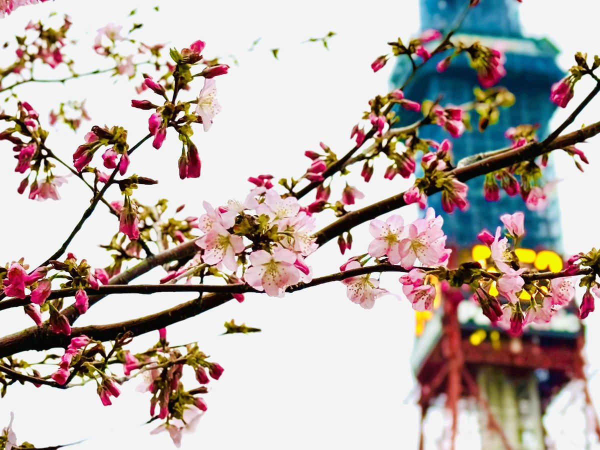 2024/04/18 札幌で桜の開花発表🌸 過去2番目に早く、平年より13日早い開花です。毎日体感の気温が低いわりに早く咲いた気がします🌸 中心部で毎年いち早く開花する大通のシャンテ前の桜は8分咲きくらい。市内もちらほら開花していましたよ😊