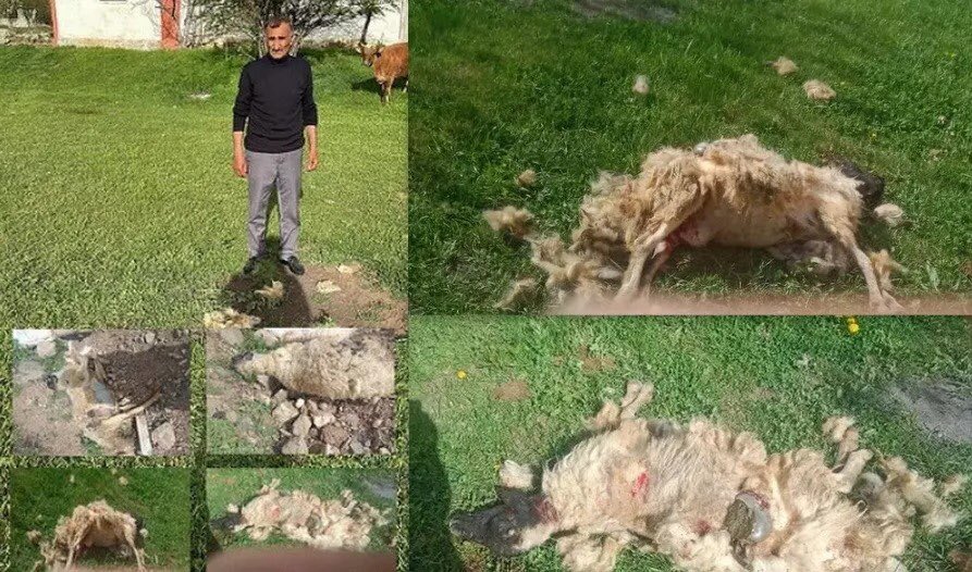 Erzincan'da başıboş sokak köpeklerinin saldırdığı 7 koyun telef oldu. 

Koyunların sahibi Erdem Bayram başıboş köpeklerin çokluğundan yakınarak yetkililerden yardım istedi.