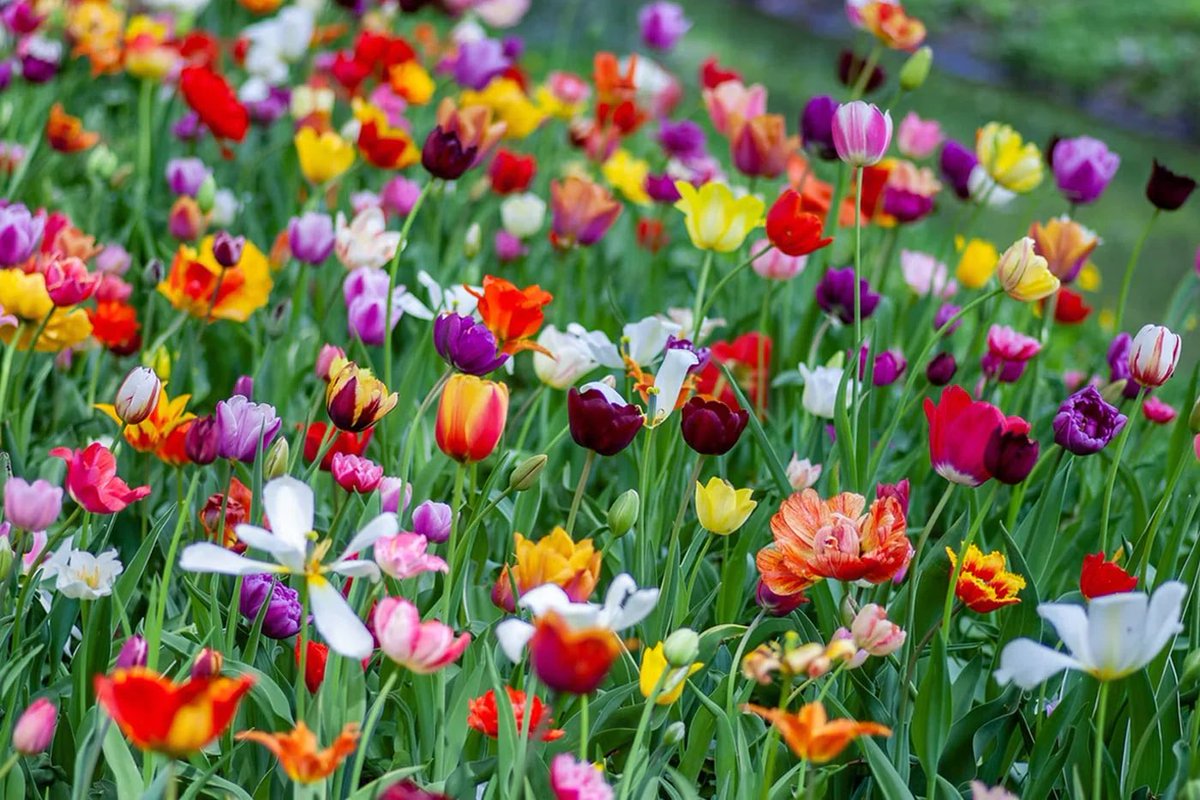 mister_holidays's tweet photo. #spring #April #flowerlovers #Flowers #garden #may https://t.co/603PuOpnDh